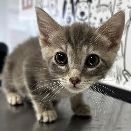 A young small-sized female Domestic Short Hair cat named B Aurora for adoption in North Charleston, SC