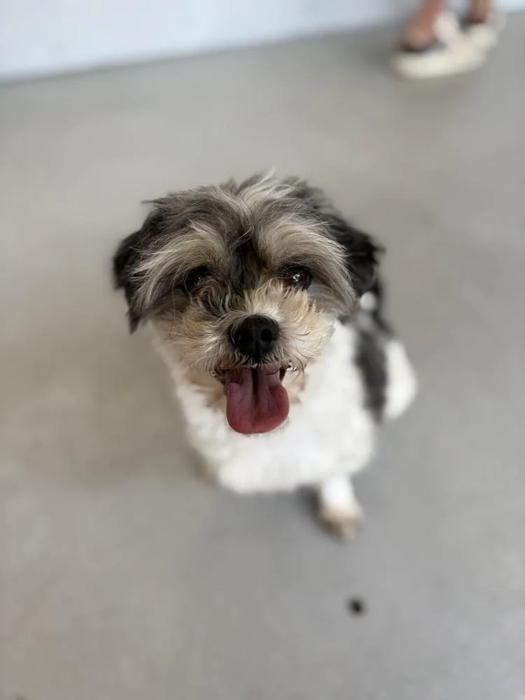 Cookie