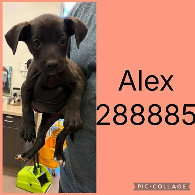A baby small-sized female Mixed Breed dog named Alex for adoption in Macon, GA