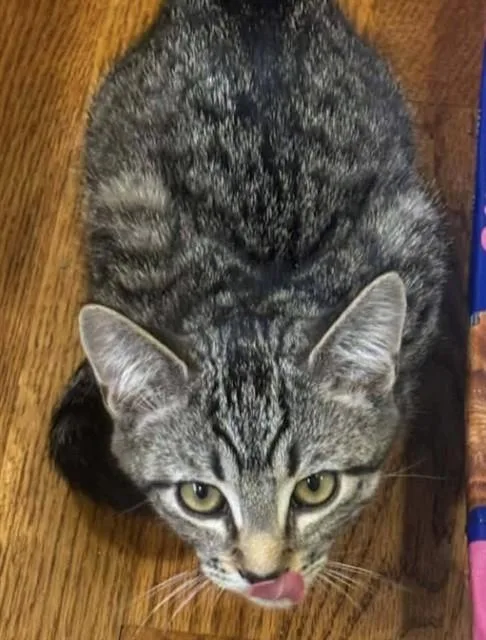 A baby small-sized male Domestic Short Hair cat named Raj for adoption in Westminster, MD