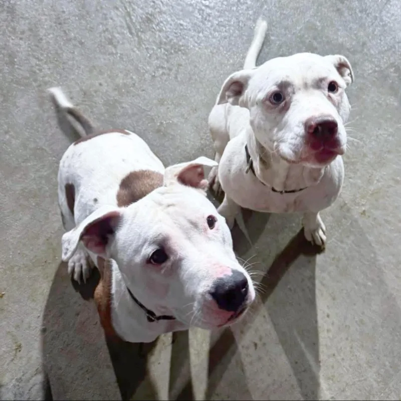 Precious Bonded thumbnail 2