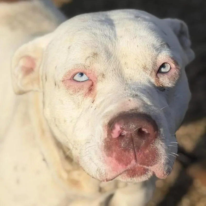 Precious Bonded thumbnail 3