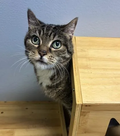 Broccoli Slaw thumbnail 2