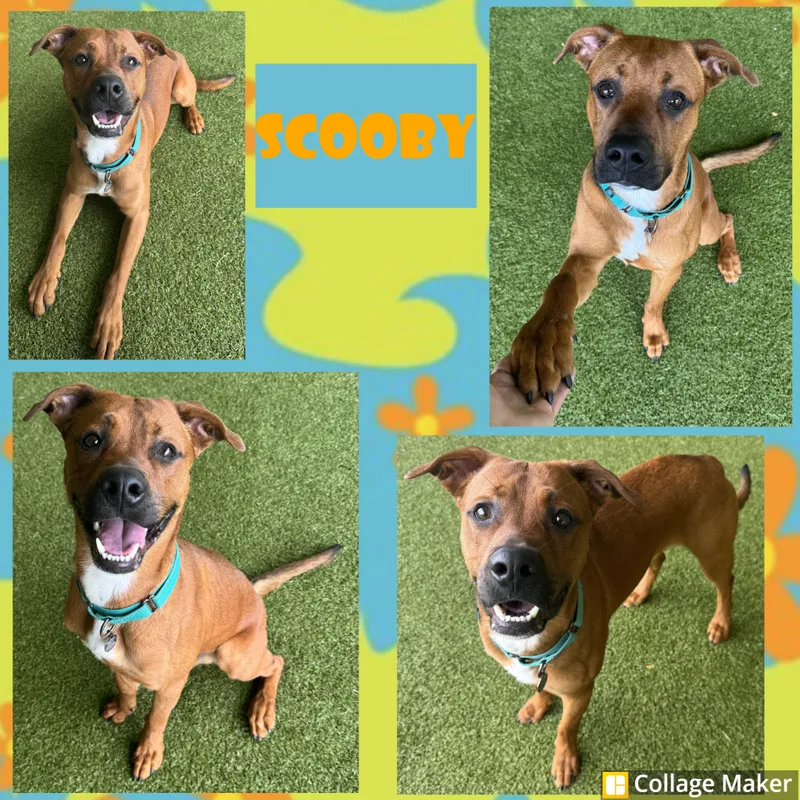 An adult medium-sized male Terrier dog named Scooby for adoption in Clearfield, PA