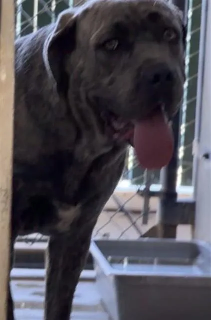 An adult extra large-sized male Cane Corso dog named Perry for adoption in San Bernardino, CA