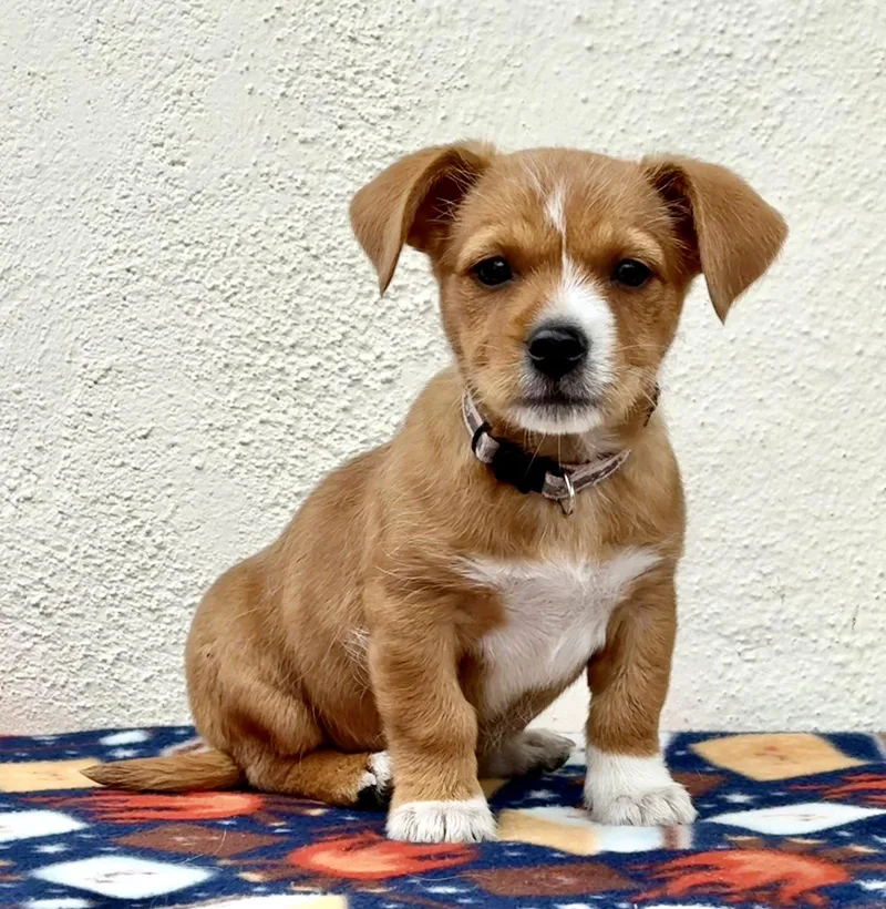 A baby small-sized female Dachshund dog named Schoolyard: Double Dutch for adoption in Palo Alto, CA