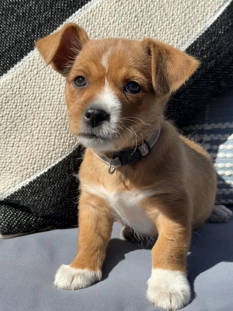 Schoolyard: Double Dutch thumbnail 2