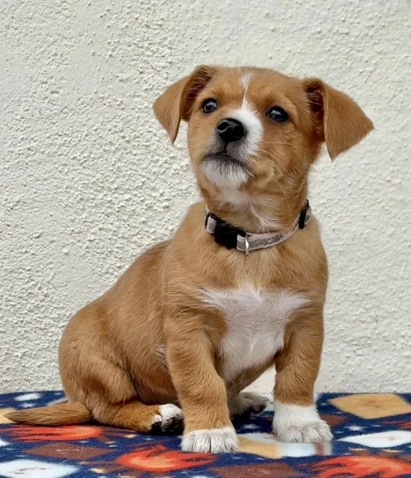 Schoolyard: Double Dutch thumbnail 3