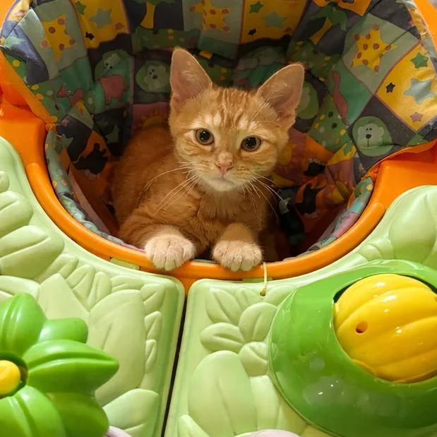 Hermione thumbnail 2