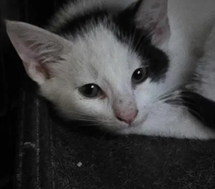 A baby medium-sized male Domestic Medium Hair cat named Cooper for adoption in Verona, WI