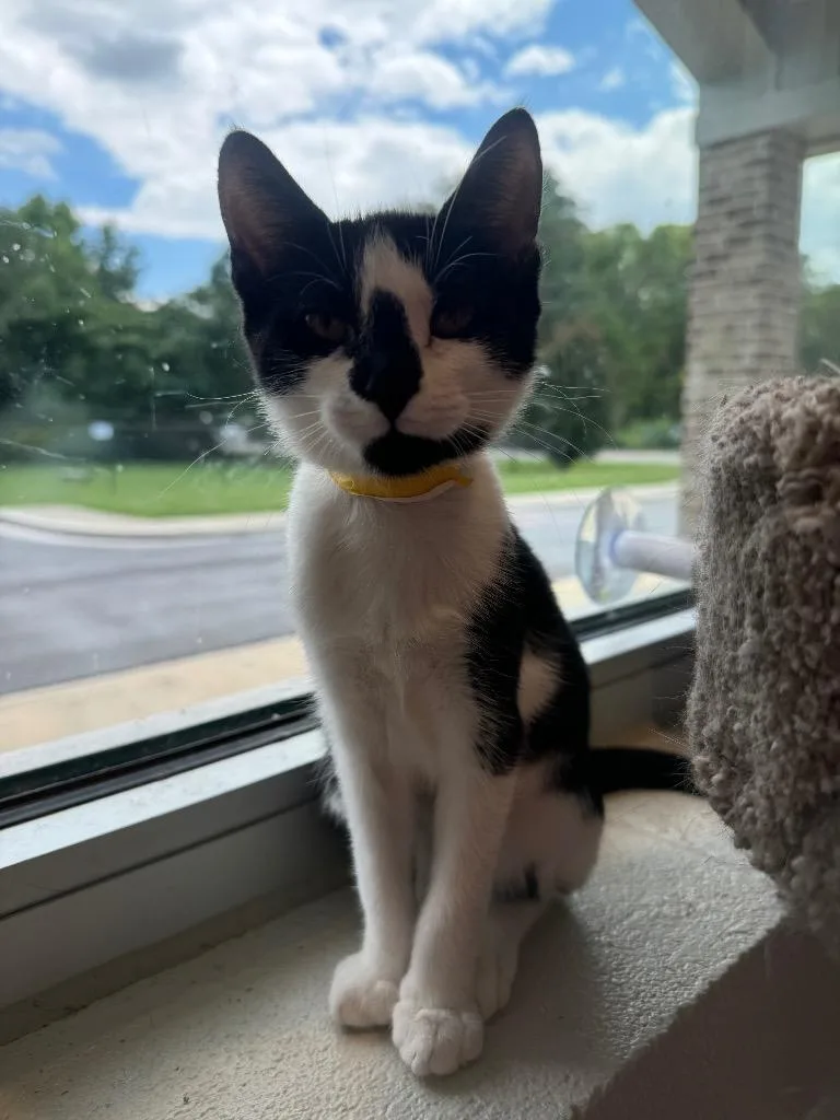 A young small-sized female Domestic Short Hair cat named Hyacinth for adoption in Dalton, GA