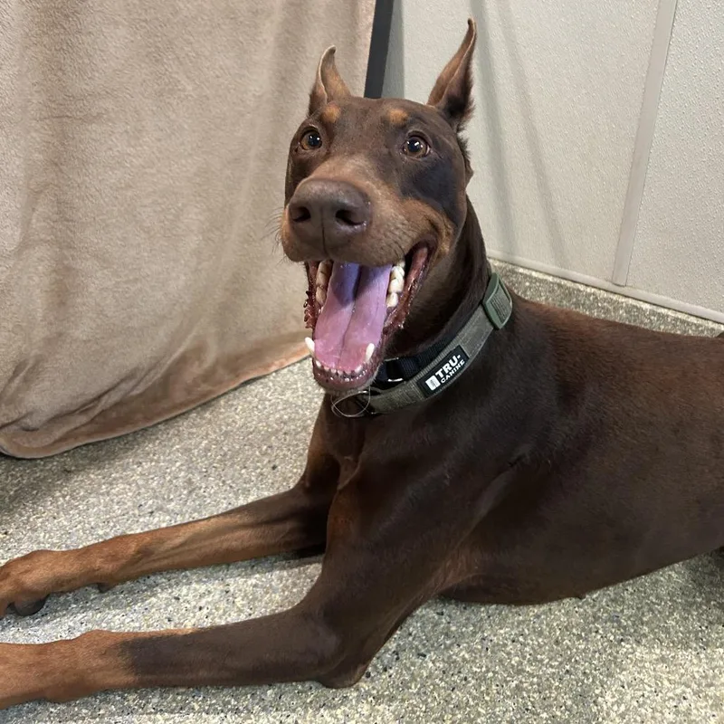 An adult large-sized male Brown / Chocolate Doberman Pinscher dog named Duke for adoption in San Gabriel, CA