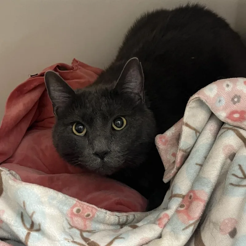 Merlin