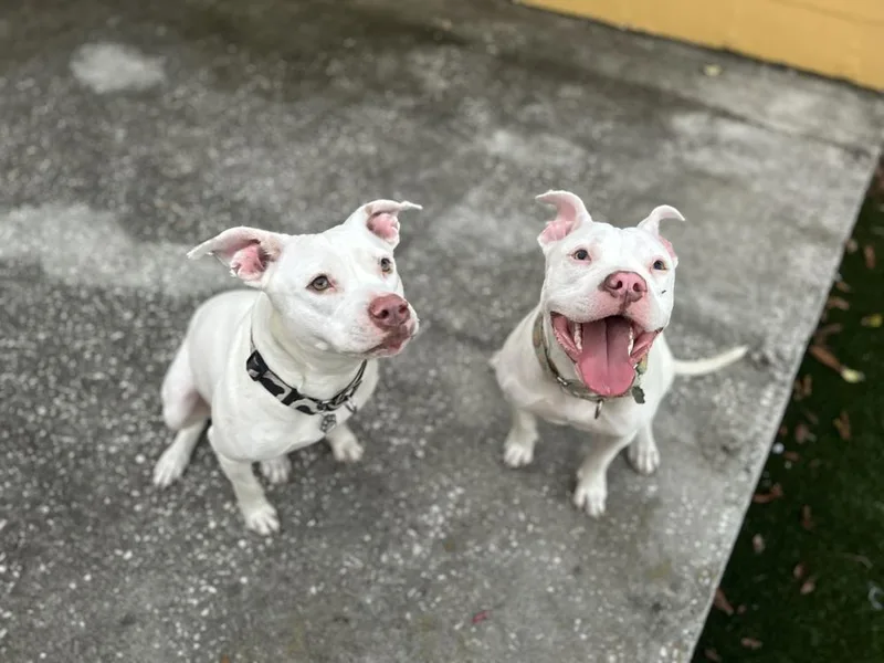 An adult medium-sized female White / Cream Mixed Breed dog named Rain for adoption in Lakeland, FL
