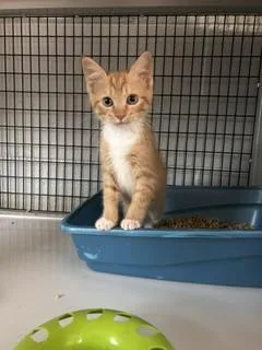 A baby small-sized male Tabby (Orange / Red) Domestic Short Hair cat named Nacho for adoption in Bryson City, NC