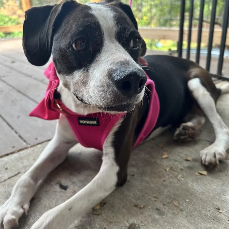 A senior medium-sized female Beagle dog named Vivi for adoption in Austin, TX