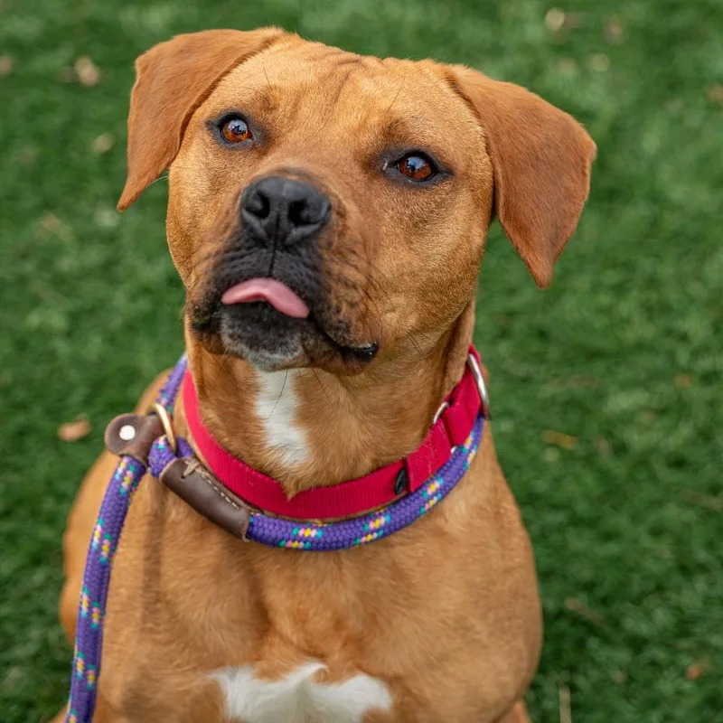 An adult medium-sized male Red / Chestnut / Orange Mixed Breed dog named Redd for adoption in Saint Charles, MO