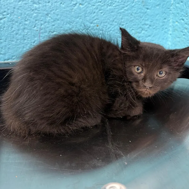 A baby small-sized female Domestic Medium Hair cat named Sprout for adoption in Philadelphia, PA