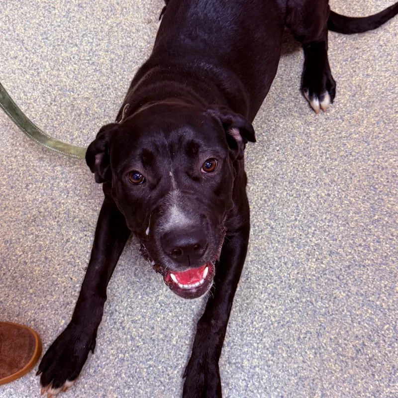 An adult large-sized female Black Mixed Breed dog named Elsie for adoption in Jacksonville, FL
