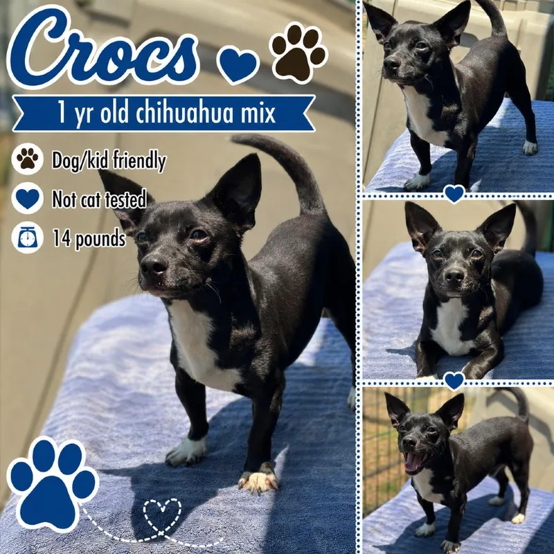 A young small-sized male Black Chihuahua dog named Crocs for adoption in Anahuac, TX