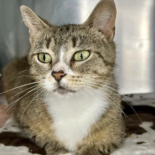 An adult medium-sized female Brown / Chocolate Domestic Short Hair cat named Poppy for adoption in Matteson, IL