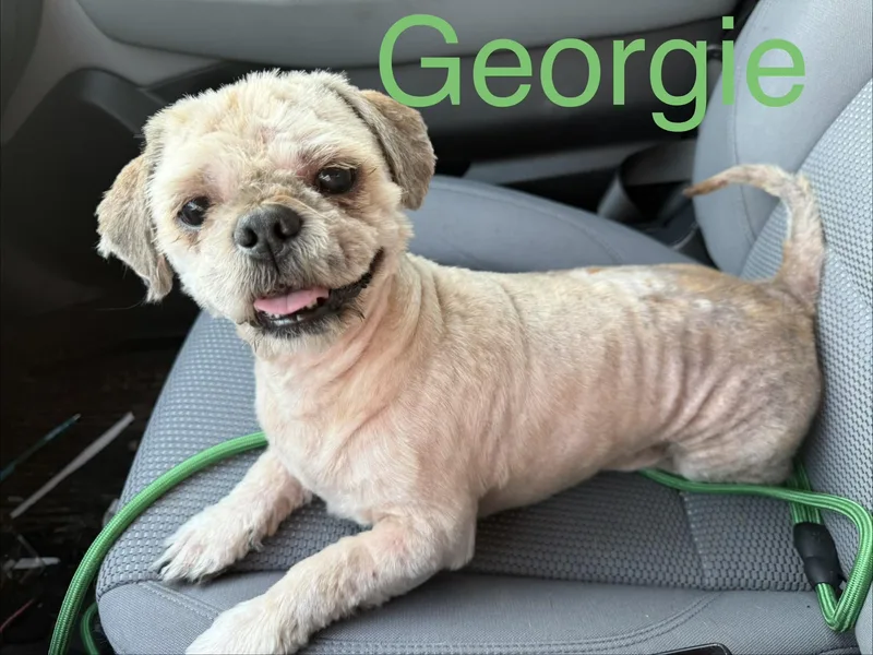 A young small-sized male Shih Tzu dog named Georgie for adoption in Zimmerman, MN