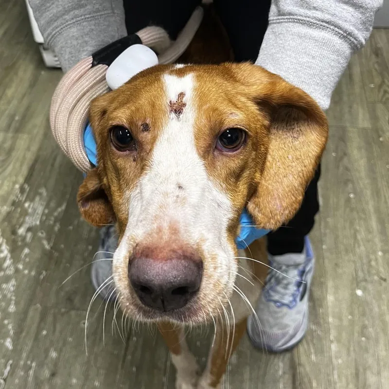 A senior medium-sized female Yellow / Tan / Blond / Fawn Mixed Breed dog named Natasha for adoption in Summerville, SC
