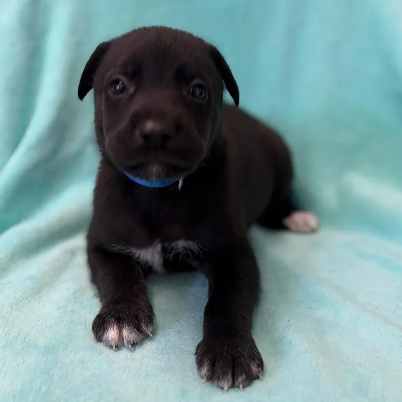 A baby medium-sized male Black Labrador Retriever dog named Powhatan for adoption in St. Peters, MO