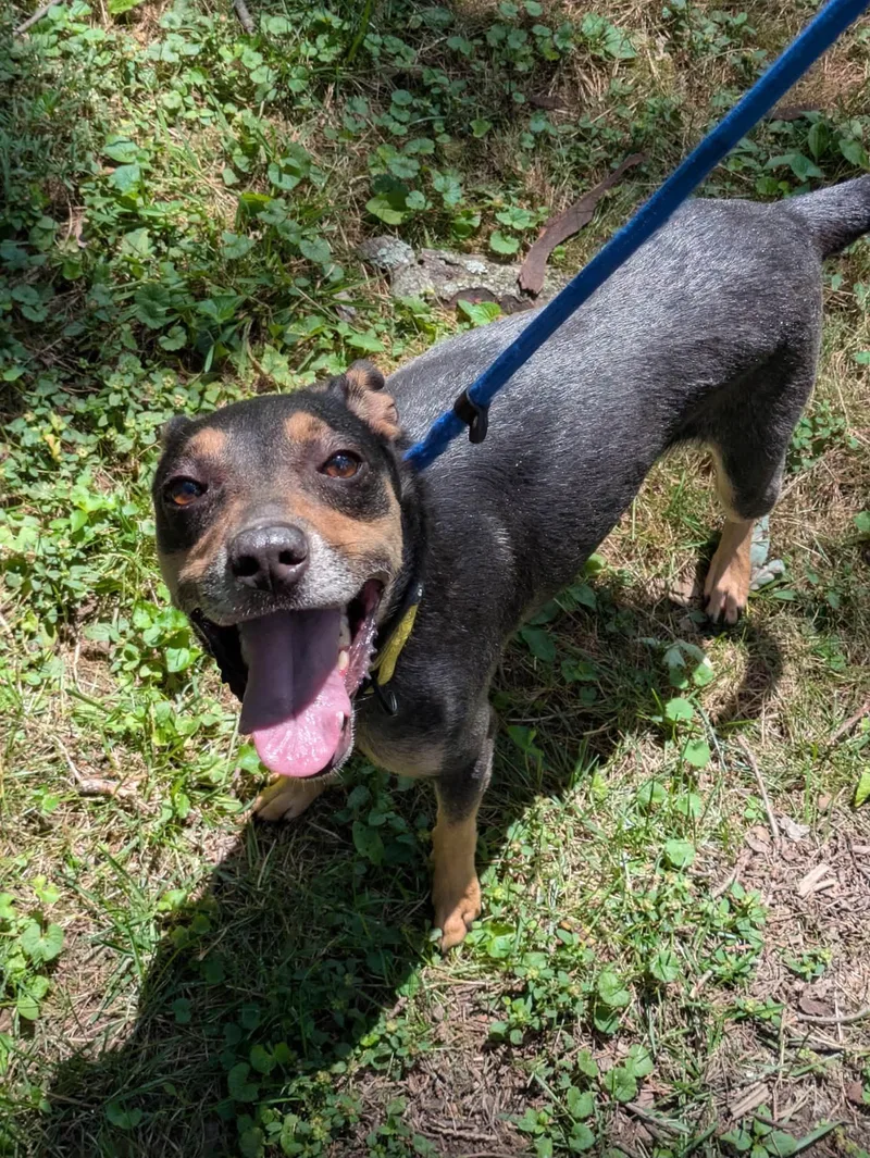 An adult medium-sized female Miniature Pinscher dog named Nala for adoption in PITTSBURGH, PA