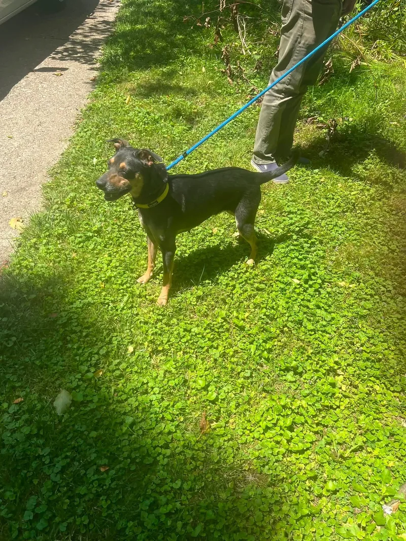 Nala thumbnail 3