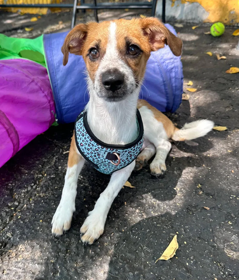An adult small-sized male Chihuahua dog named Jack for adoption in Margate, FL
