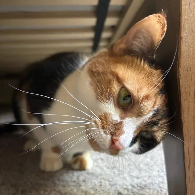 Jalapeno
