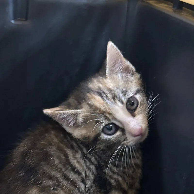 A baby small-sized female Brown / Chocolate Domestic Short Hair cat named Metallica for adoption in Greensboro, NC