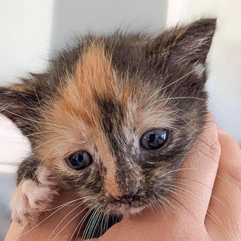 A baby small-sized female Black Domestic Short Hair cat named Taffy for adoption in Chapel Hill, NC