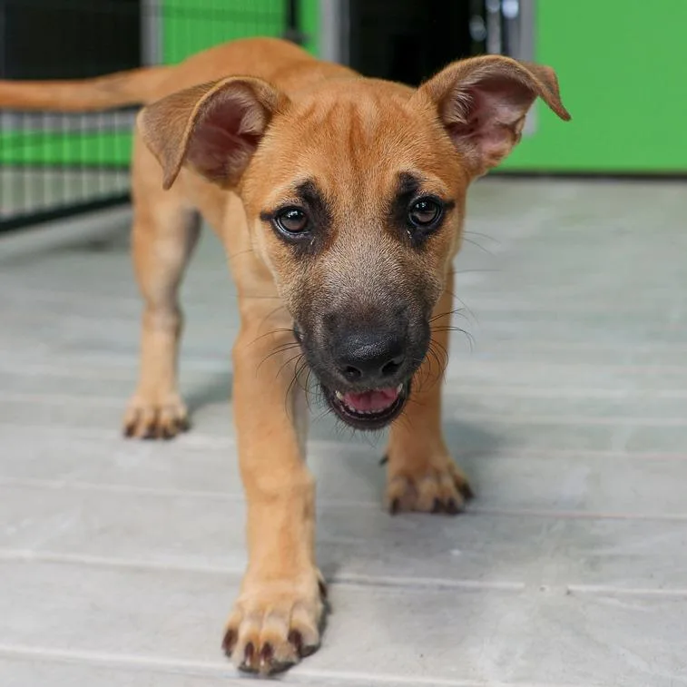 A baby medium-sized female Yellow / Tan / Blond / Fawn Mixed Breed dog named Sorbet for adoption in Bradenton, FL