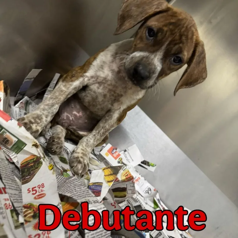 Debutante thumbnail 2