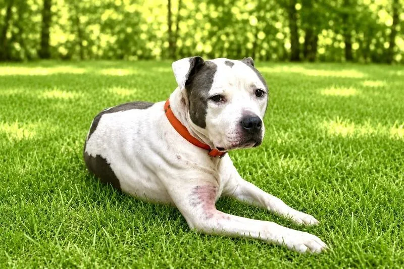A senior medium-sized male Tricolor (Brown, Black, & White) Pit Bull Terrier dog named Kane for adoption in Maryville, TN