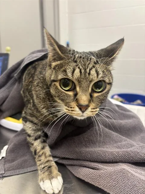 An adult small-sized female Domestic Short Hair cat named Angel for adoption in Indianapolis, IN