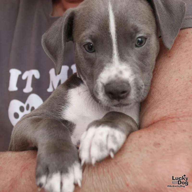 A baby medium-sized male Terrier dog named Felix for adoption in Washington, DC