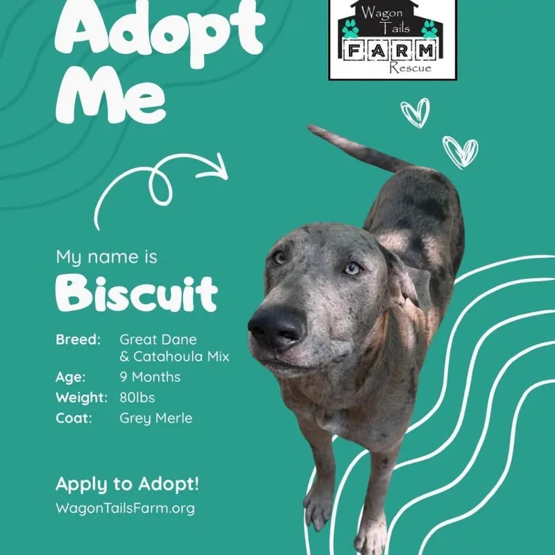 A baby extra large-sized male Gray / Blue / Silver Great Dane dog named Biscuit for adoption in Beulaville, NC
