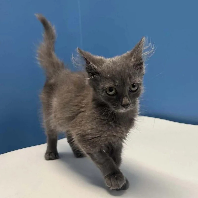 A baby medium-sized female Gray / Blue / Silver Domestic Medium Hair cat named Martina for adoption in Candler, NC