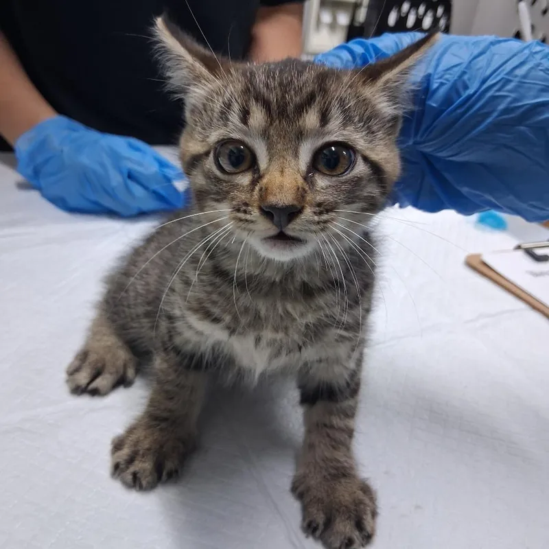 A baby small-sized female Brown / Chocolate Domestic Short Hair cat named Malayan for adoption in Summerville, SC