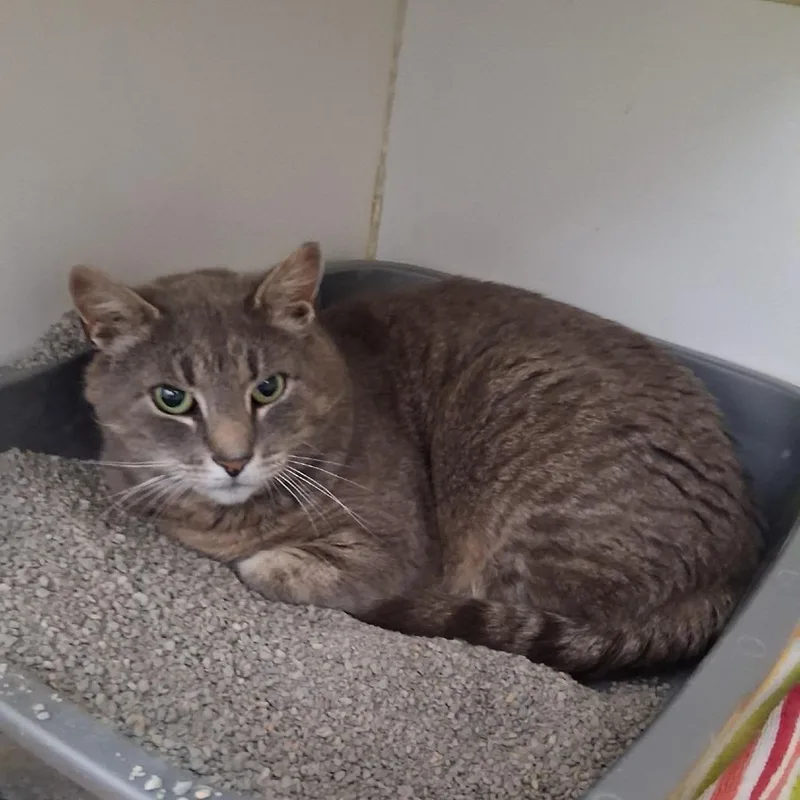 An adult large-sized male Gray / Blue / Silver Domestic Short Hair cat named Asher for adoption in Wantagh, NY
