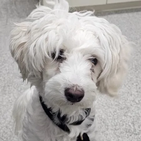 An adult small-sized male White / Cream Mixed Breed dog named Kevin for adoption in Rockville, MD