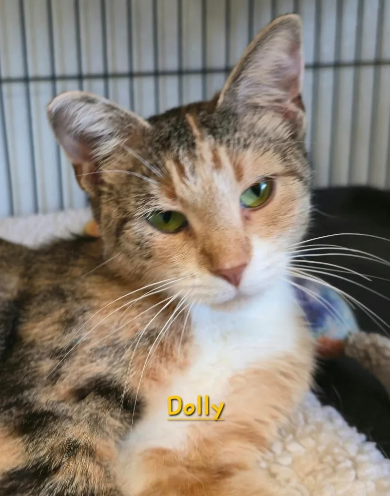An adult medium-sized female Domestic Short Hair cat named Dolly for adoption in Cedar Rapids, IA