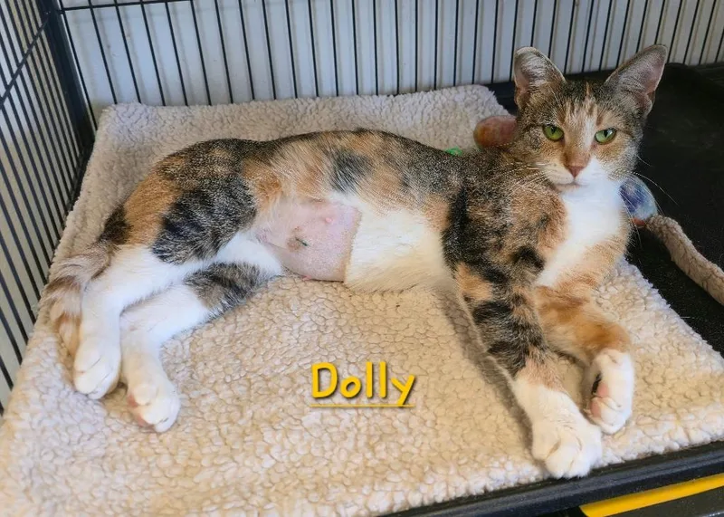 Dolly thumbnail 2