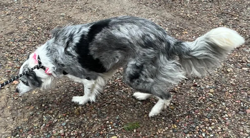 A young medium-sized female Australian Shepherd dog named Tellie for adoption in Thompson Falls, MT