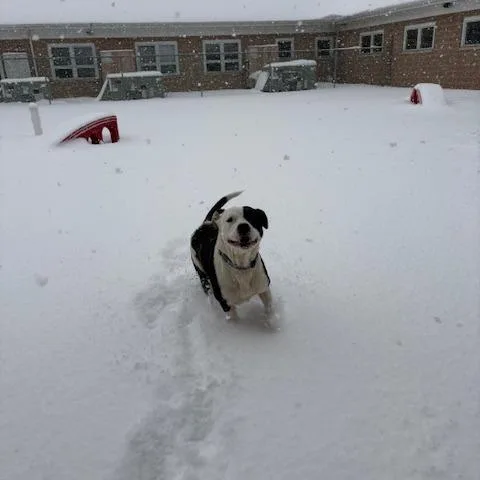 An adult large-sized male Black Boxer dog named Bobby for adoption in Novelty, OH