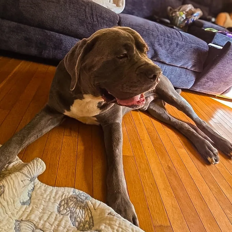 An adult extra large-sized male Gray / Blue / Silver Cane Corso dog named Glacier for adoption in Springboro, OH