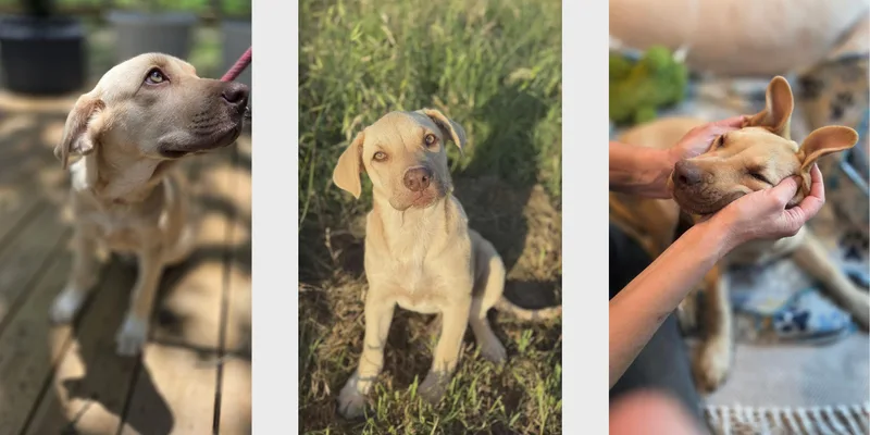 A young medium-sized female Yellow / Tan / Blond / Fawn Yellow Labrador Retriever dog named Jade for adoption in Houston, TX